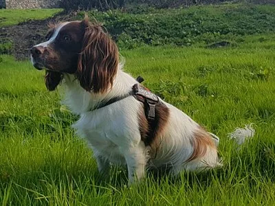 English Springer Spaniel - Medium dog breed