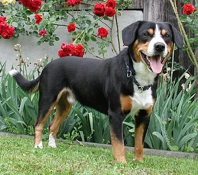 Entlebucher Mountain Dog - Medium dog breed