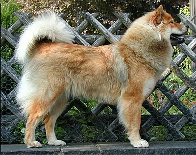 Eurasier - Medium dog breed