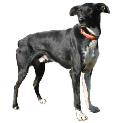 Eurohound - Medium-Large dog breed