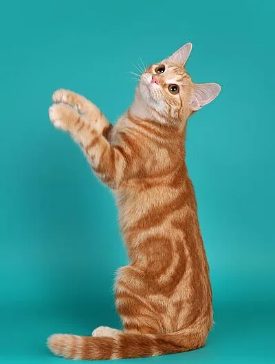 European Shorthair - Medium cat breed