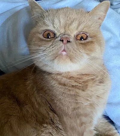 Exotic Shorthair - Medium-Large cat breed