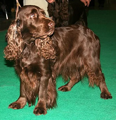 Field Spaniel - Medium dog breed