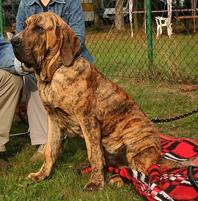 Fila Brasileiro - Giant dog breed