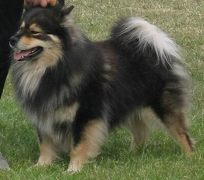 Finnish Lapphund - Medium dog breed
