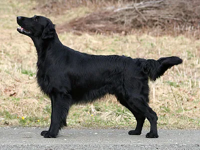 Flat-Coated Retriever - Large dog breed