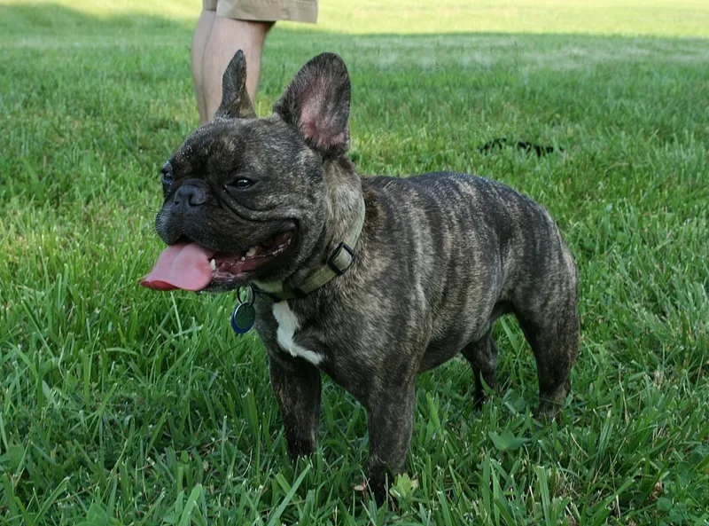French Bulldog - Small dog breed