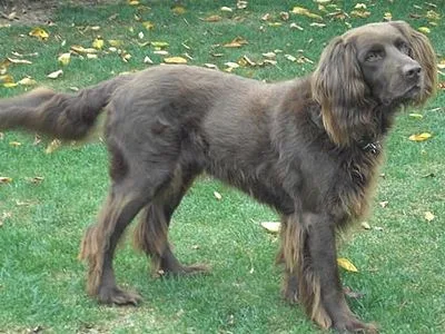 German Longhaired Pointer - Large dog breed