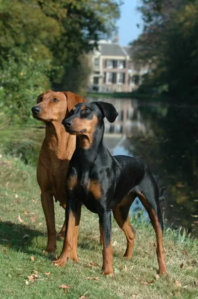 German Pinscher - Medium dog breed