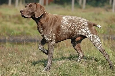 German Shorthaired Pointer - Large dog breed