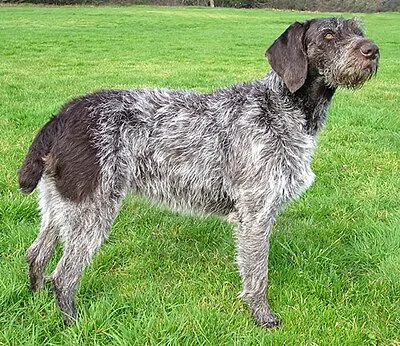 German Wirehaired Pointer - Large dog breed