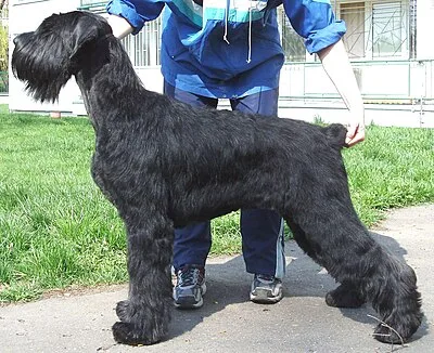 Giant Schnauzer - Large dog breed