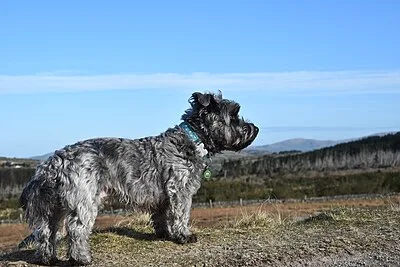 Glen of Imaal Terrier - Small-Medium dog breed