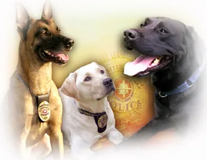 Goldador - Large dog breed