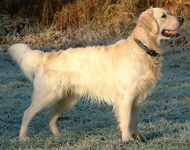 Golden Retriever - Large dog breed