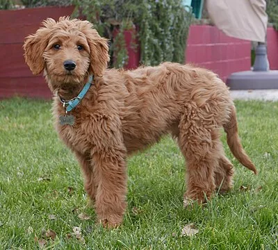 Goldendoodle - Medium-Large dog breed
