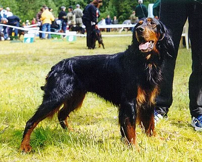 Gordon Setter - Large dog breed