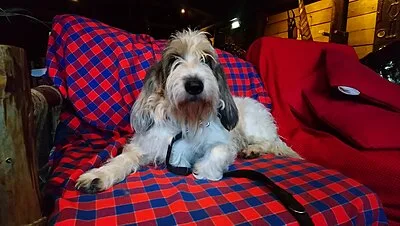 Grand Basset Griffon Vendeen - Medium dog breed