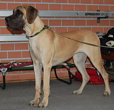 Great Dane - Giant dog breed