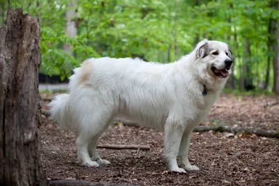 Great Pyrenees - Giant dog breed