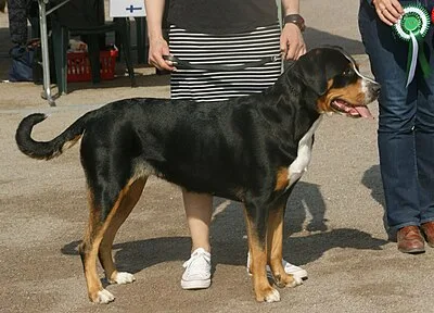 Greater Swiss Mountain Dog - Giant dog breed