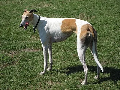 Greyhound - Large dog breed