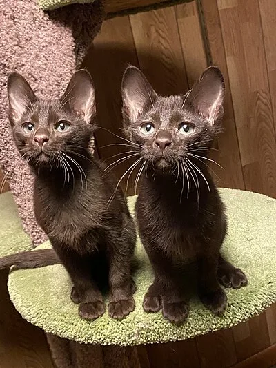 Havana Brown - Medium cat breed