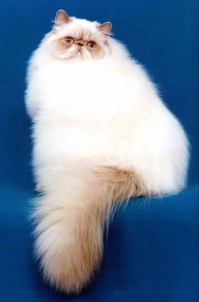 Himalayan - Medium-Large cat breed