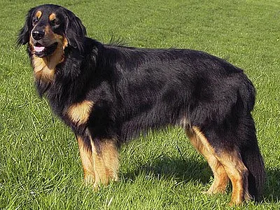 Hovawart - Large dog breed