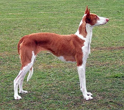 Ibizan Hound - Large dog breed