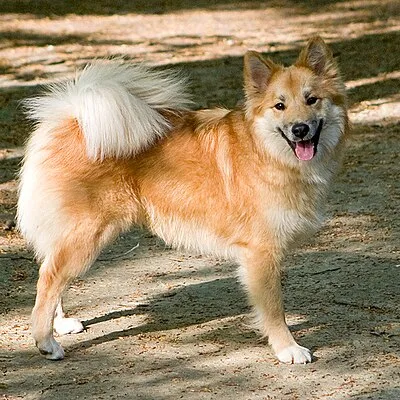 Icelandic Sheepdog - Medium dog breed