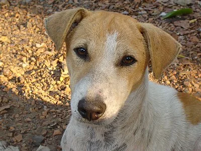Indian Pariah Dog - Medium dog breed