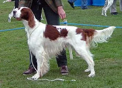 Irish Red and White Setter - Large dog breed