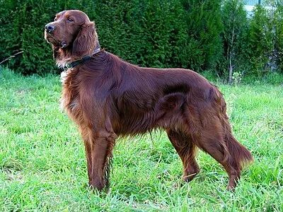 Irish Setter - Large dog breed