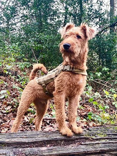 Irish Terrier - Medium dog breed