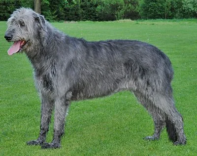 Irish Wolfhound - Giant dog breed