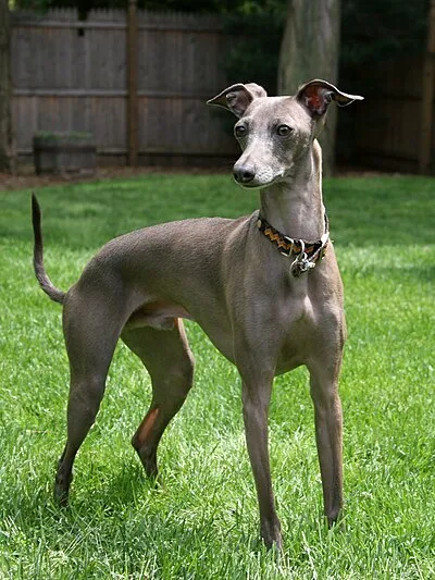 Italian Greyhound - Small dog breed