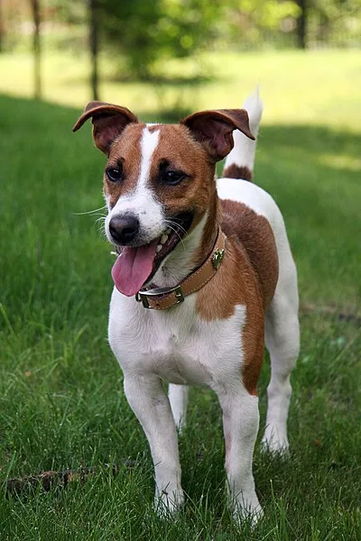Jack Russell Terrier - Small dog breed