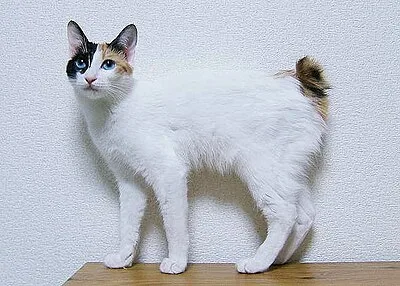 Japanese Bobtail - Small-Medium cat breed