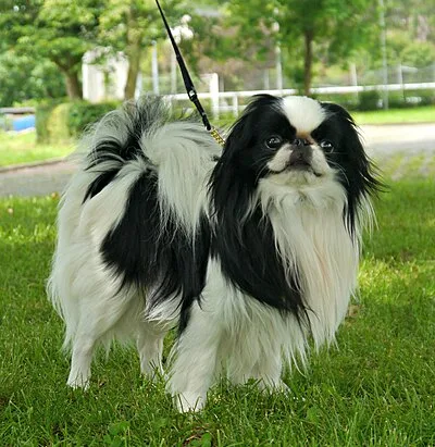 Japanese Chin - Toy dog breed