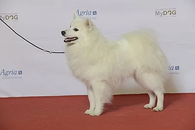 Japanese Spitz - Small dog breed