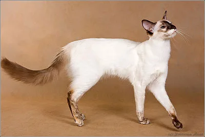 Javanese - Medium cat breed