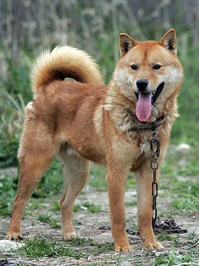 Jindo - Medium dog breed