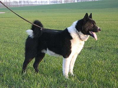 Karelian Bear Dog - Medium dog breed