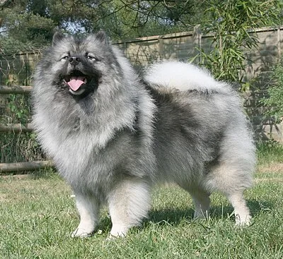 Keeshond - Medium dog breed
