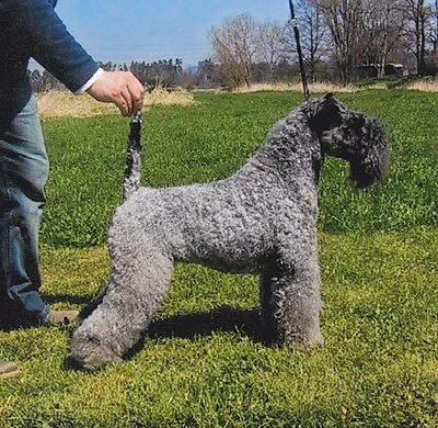Kerry Blue Terrier - Medium dog breed