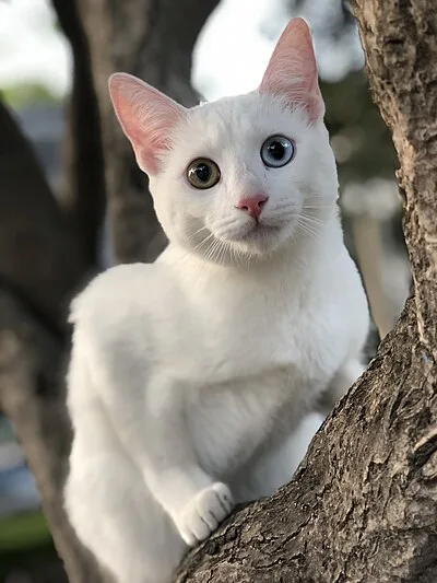 Khao Manee - Medium cat breed