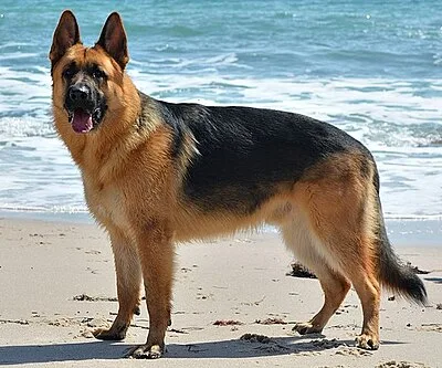 King Shepherd - Giant dog breed