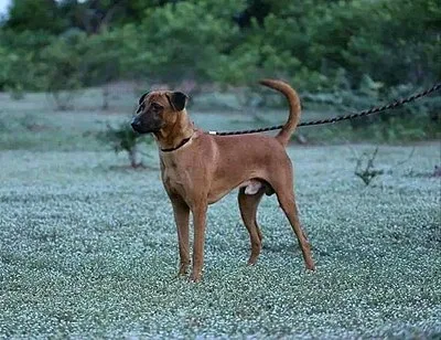 Kombai - Medium-Large dog breed