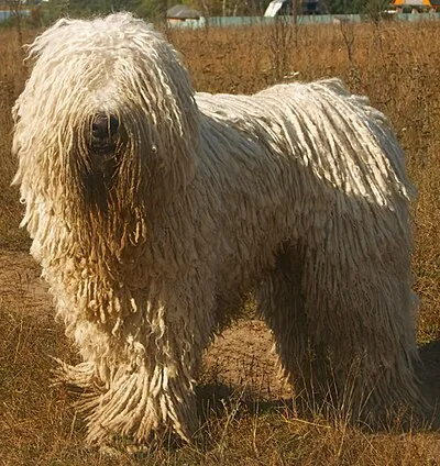 Komondor - Giant dog breed